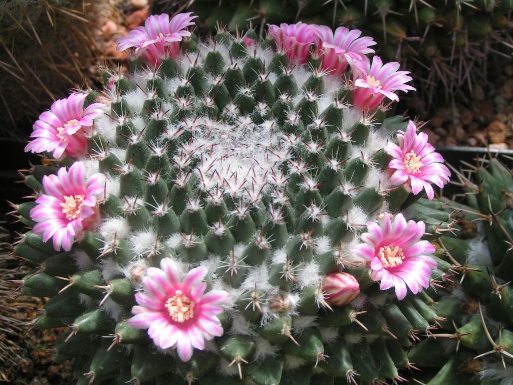 Mammillaria macdougalii